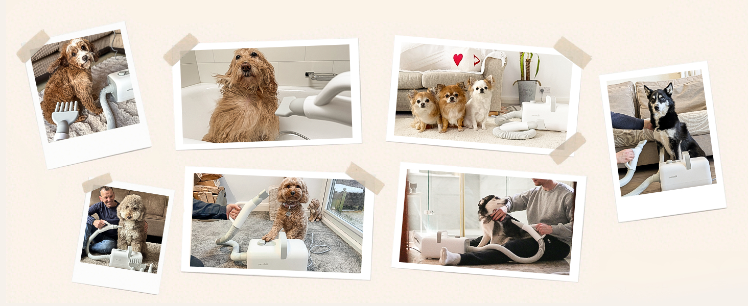 dog dryer for pet grooming